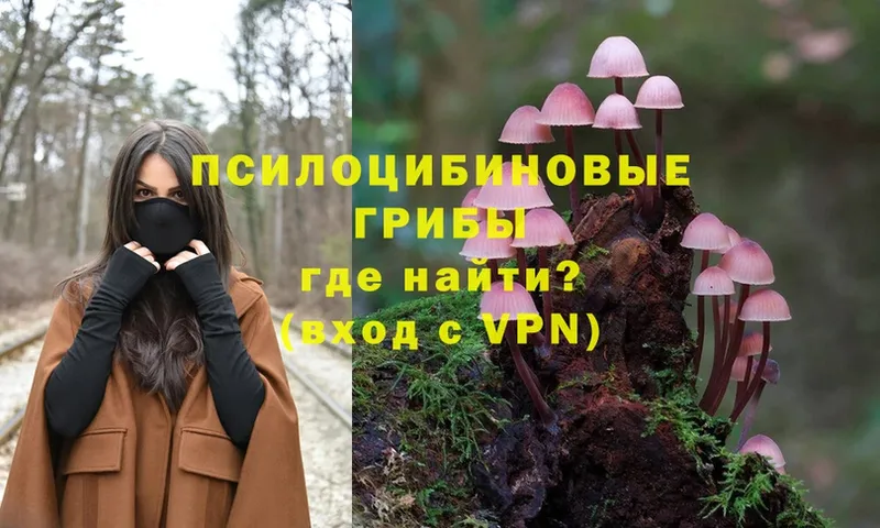 как найти закладки  Зверево  Псилоцибиновые грибы Cubensis 